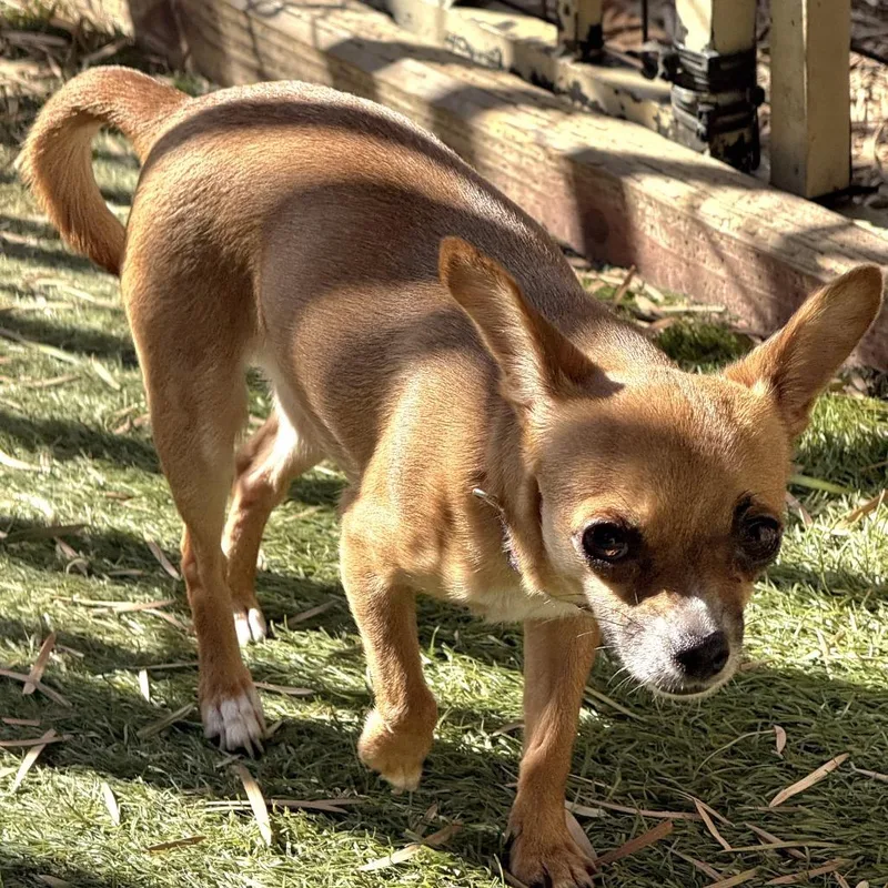 Luna  Chino Hills thumbnail 5