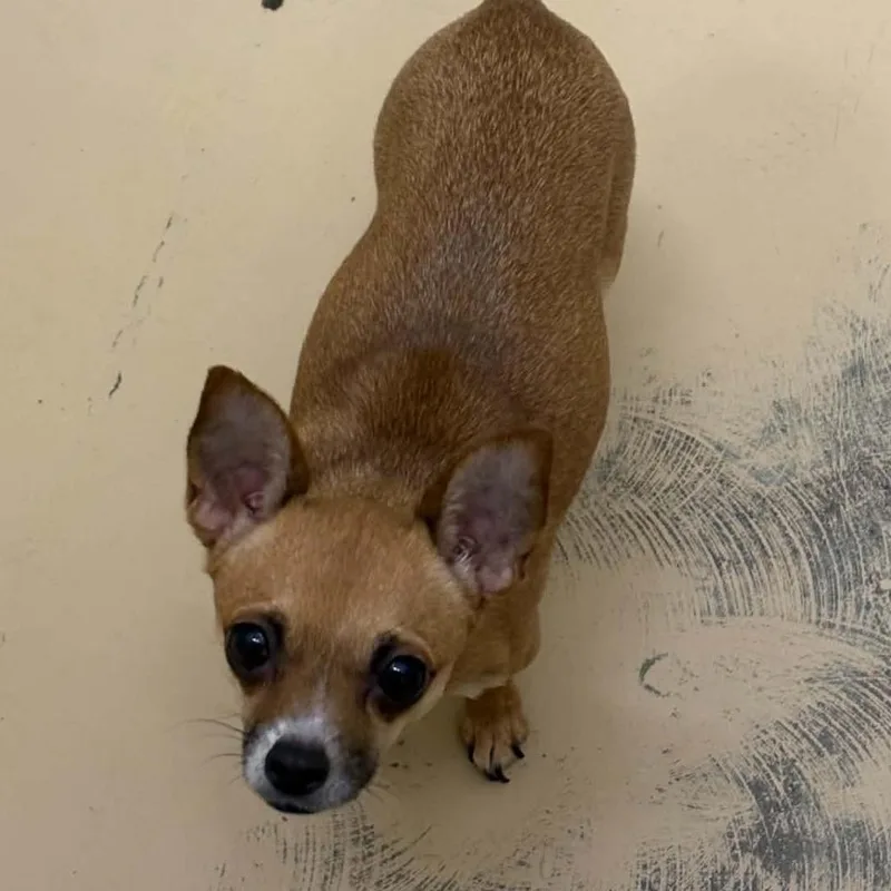 Luna  Chino Hills thumbnail 6