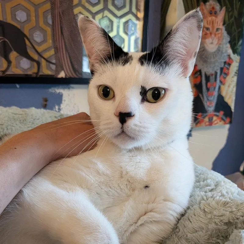 An adult large-sized male White Domestic Short Hair cat named Cloudman for adoption in Long Beach, CA