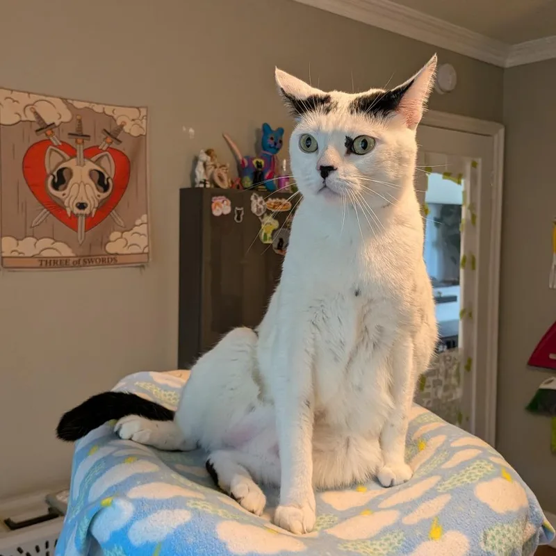 Cloudman thumbnail 3