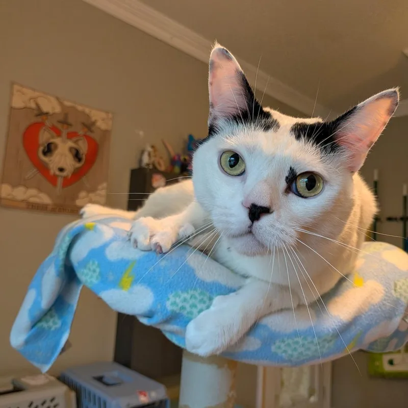 Cloudman thumbnail 5