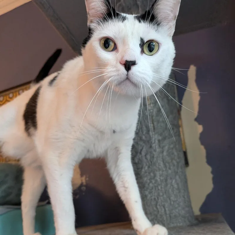 Cloudman thumbnail 6