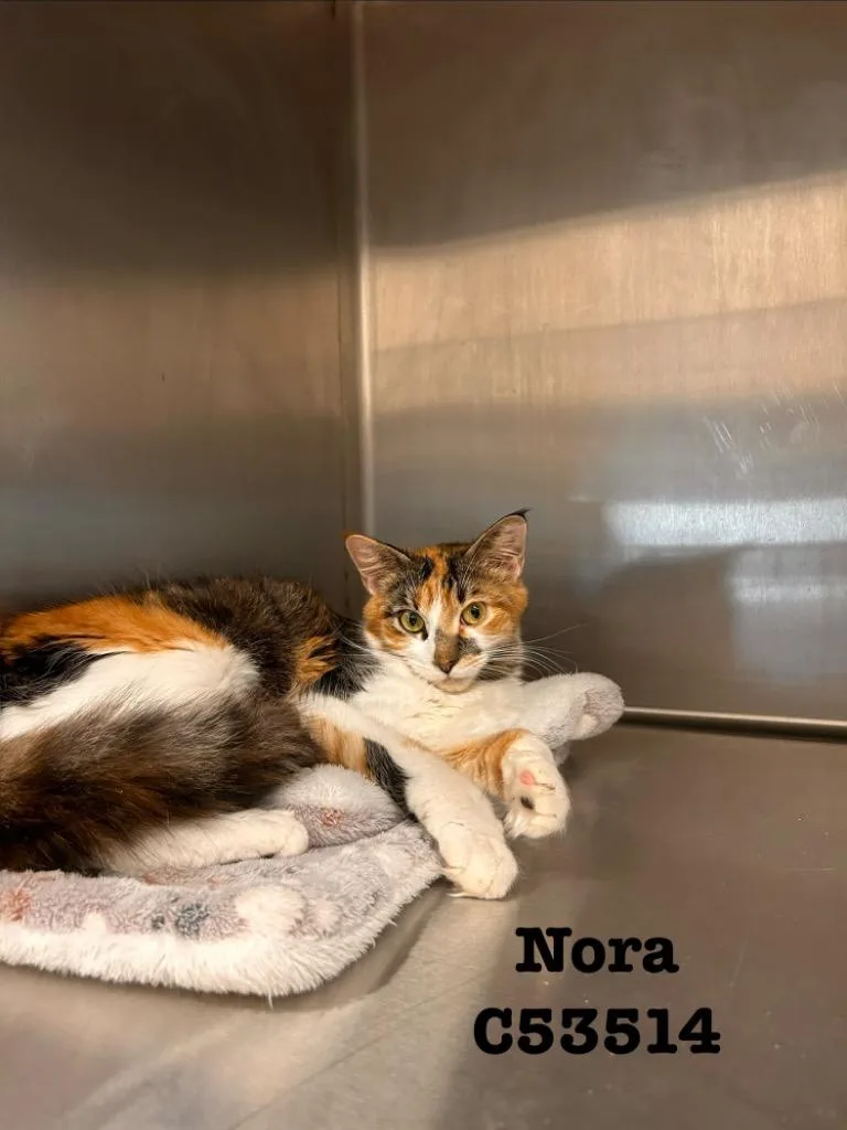 Nora