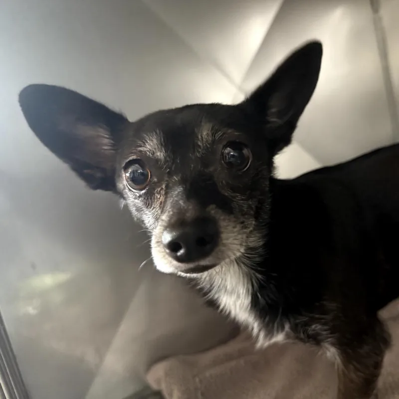 A senior small-sized female Black Chihuahua dog named Prisma for adoption in Port Richey, FL