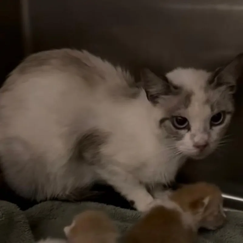 An adult medium-sized female White Siamese cat named Brandy for adoption in Kerrville, TX
