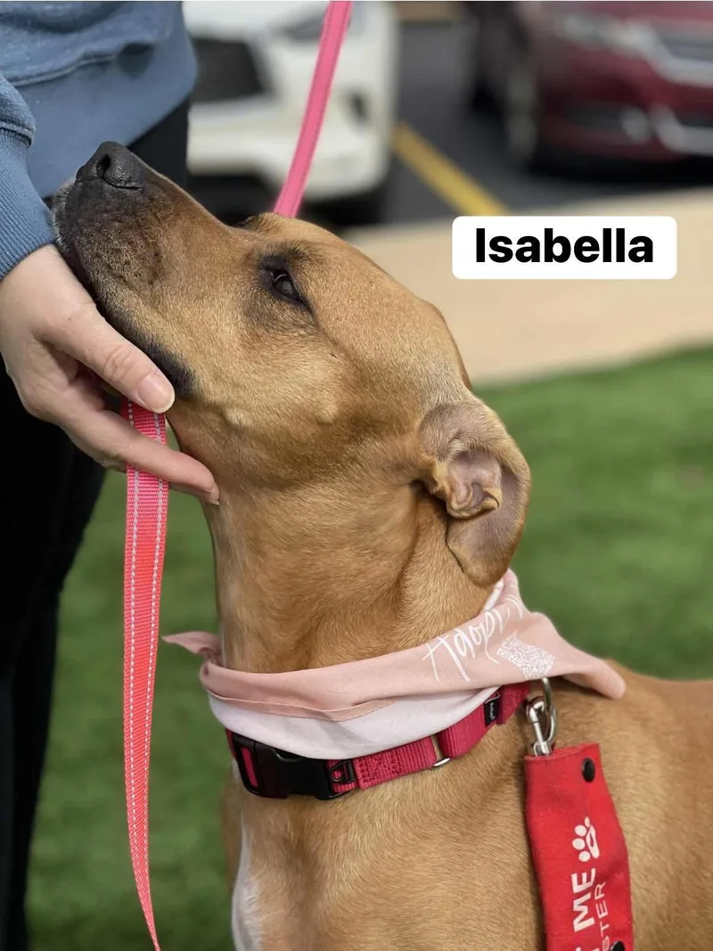 Isabella thumbnail 2