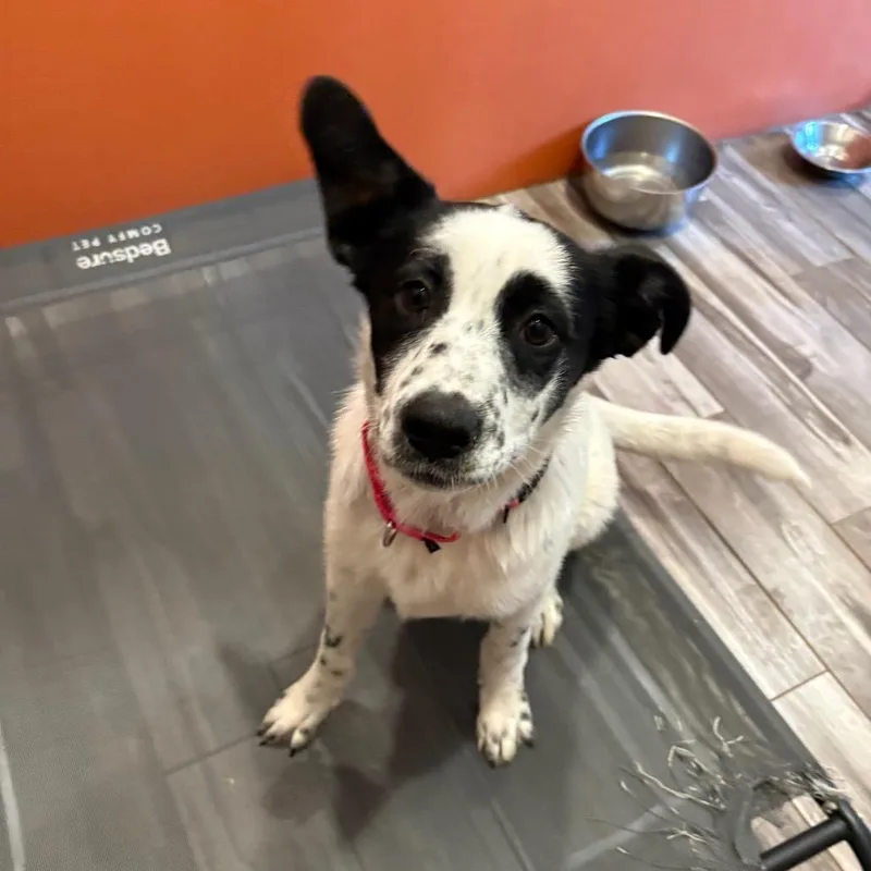 A young medium-sized female White / Cream Australian Cattle Dog / Blue Heeler dog named Abby for adoption in West Des Moines, IA