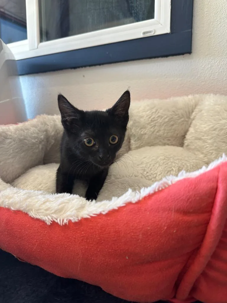 A baby small-sized female Domestic Short Hair cat named Elizabeth for adoption in Newberg, OR