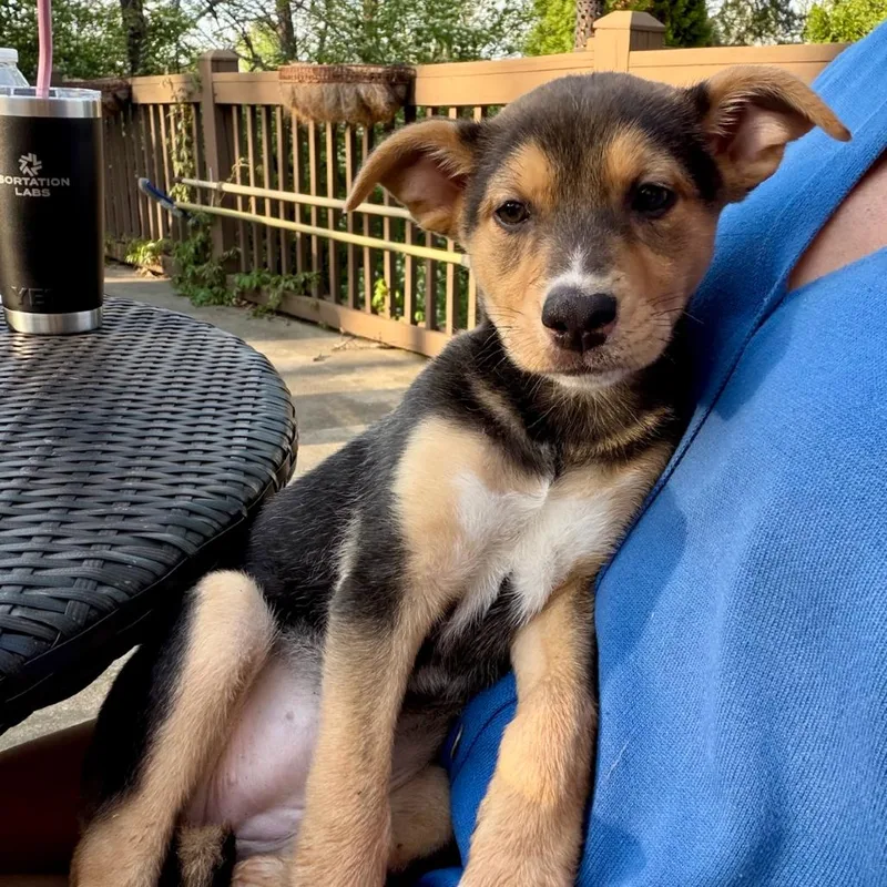 A baby medium-sized female Black Shepherd dog named Tulip for adoption in La Grange, KY