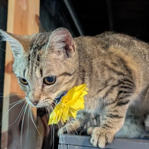 A baby small-sized female Buff / Tan / Fawn Domestic Short Hair cat named Catrina for adoption in Johnstown, PA