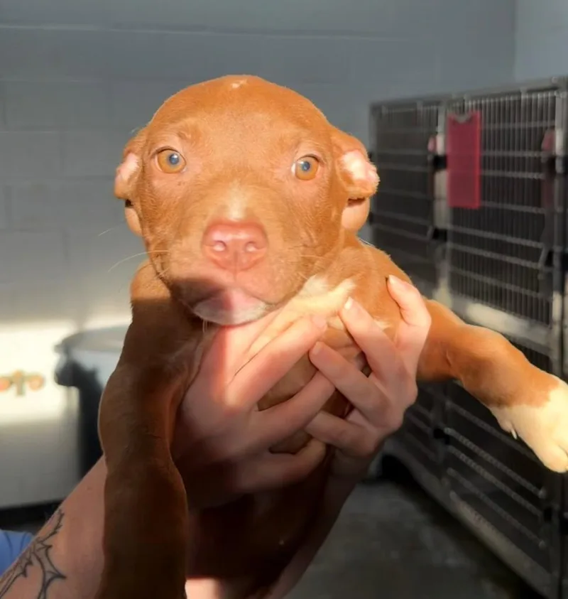 A baby large-sized female Pit Bull Terrier dog named Molly for adoption in Henderson, NC