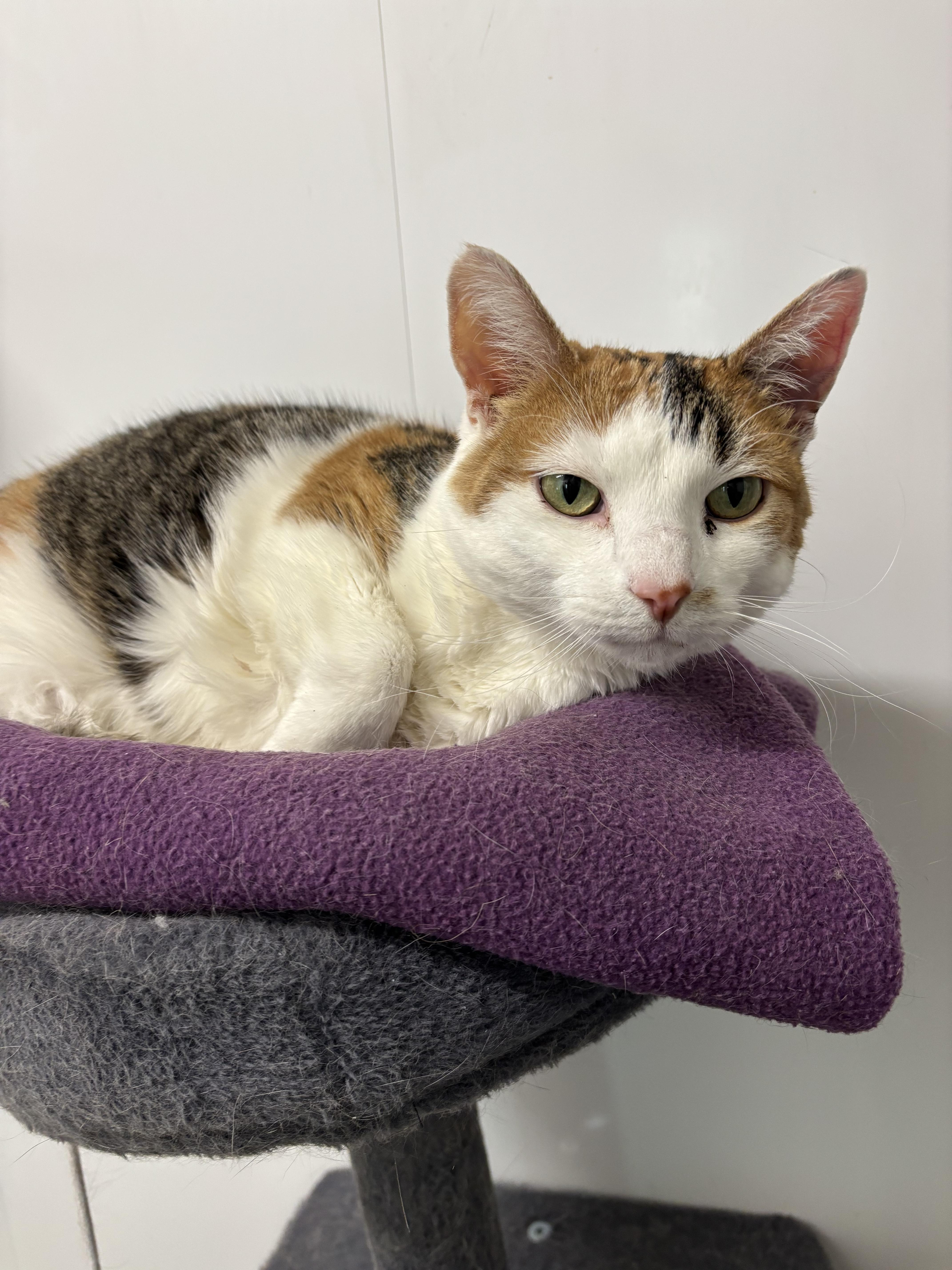 A senior medium-sized female Calico Domestic Short Hair cat named Cici for adoption in Richland Center, WI