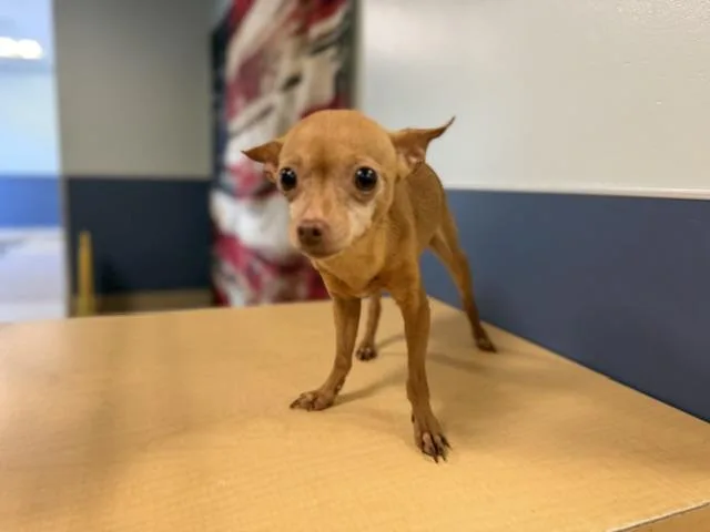 An adult small-sized female Chihuahua dog named Sophie for adoption in Miami, FL