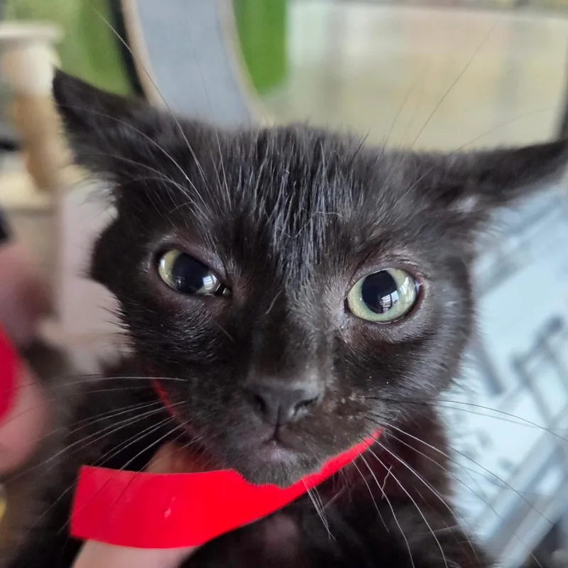 A baby medium-sized male Black Domestic Short Hair cat named Phalanges for adoption in Leander, TX