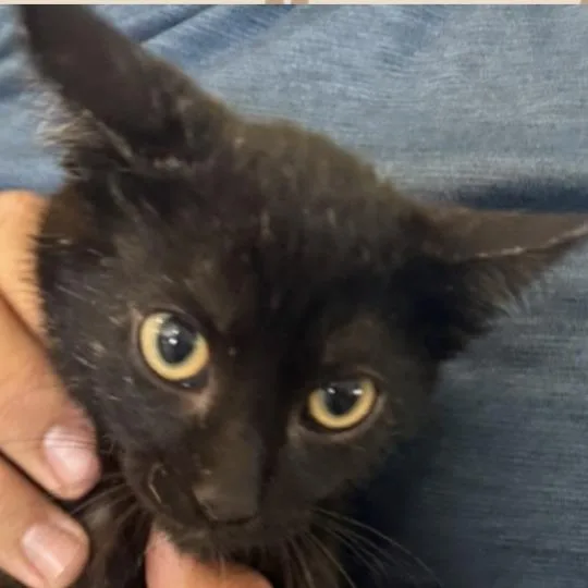 A baby small-sized female Black Domestic Short Hair cat named Candi for adoption in Buffalo, WY