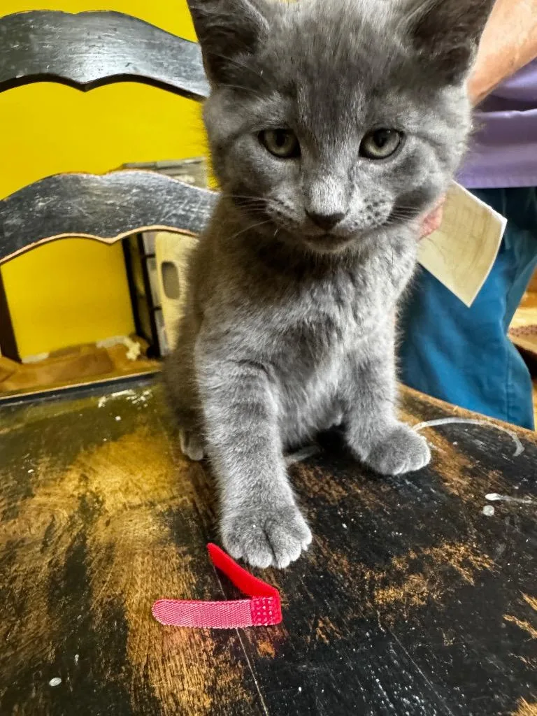 Birdie Kit