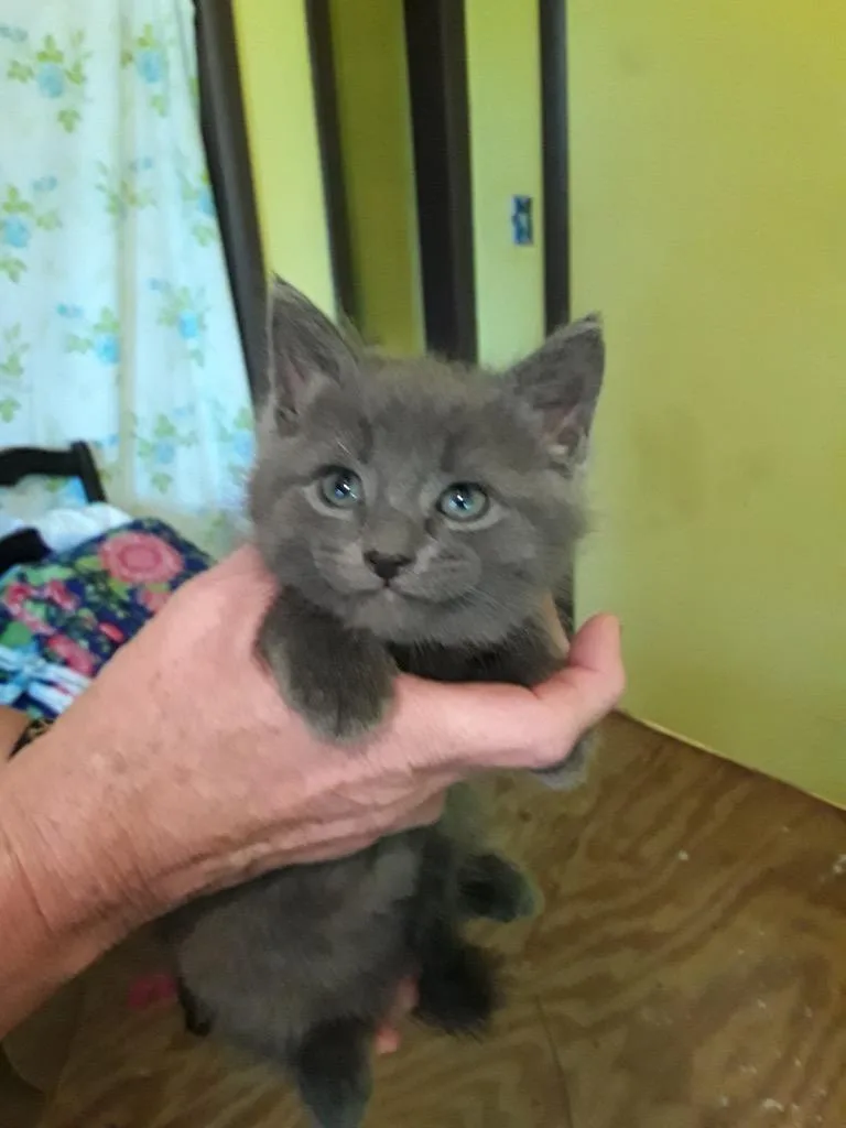 Birdie Kit thumbnail 2