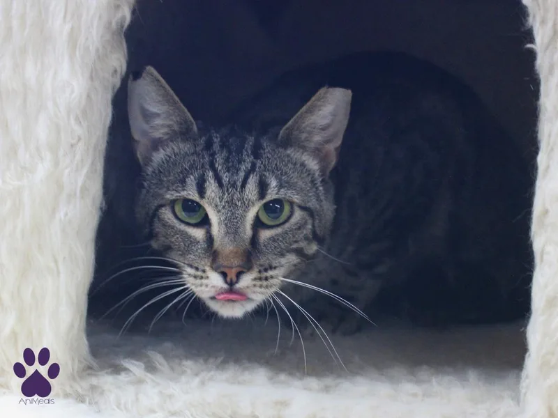 An adult medium-sized male Tabby (Brown / Chocolate) Tabby cat named Newton for adoption in Missoula, MT