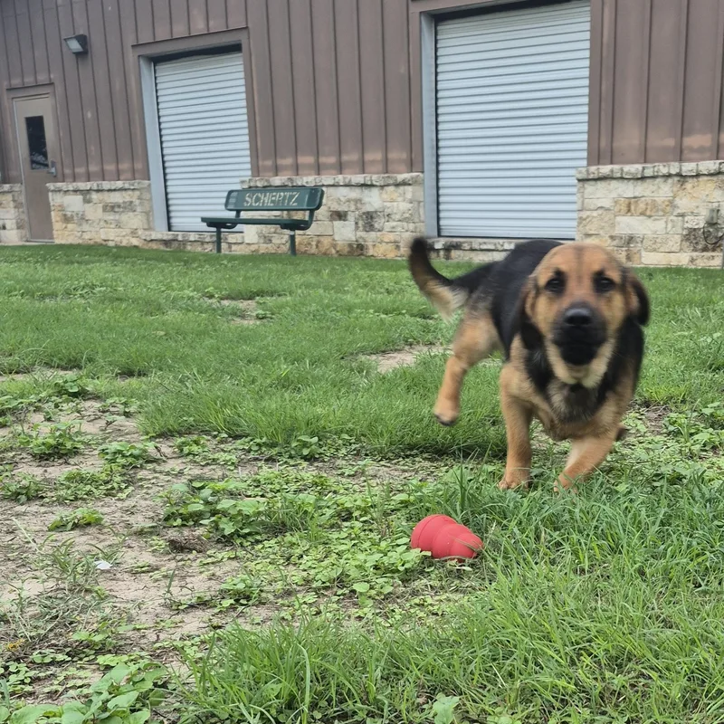 An adult small-sized male Shepherd dog named Cash for adoption in Schertz, TX