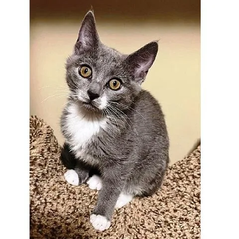 A baby medium-sized female Gray & White Domestic Short Hair cat named Holland for adoption in Salt Lake City, UT
