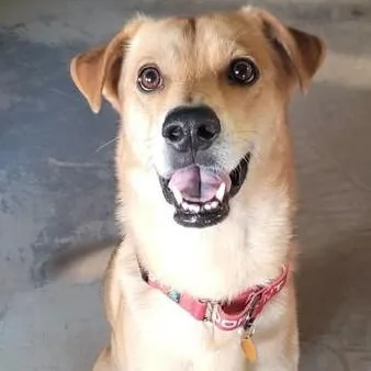An adult medium-sized male Chihuahua dog named Kronos for adoption in Chino valley, AZ