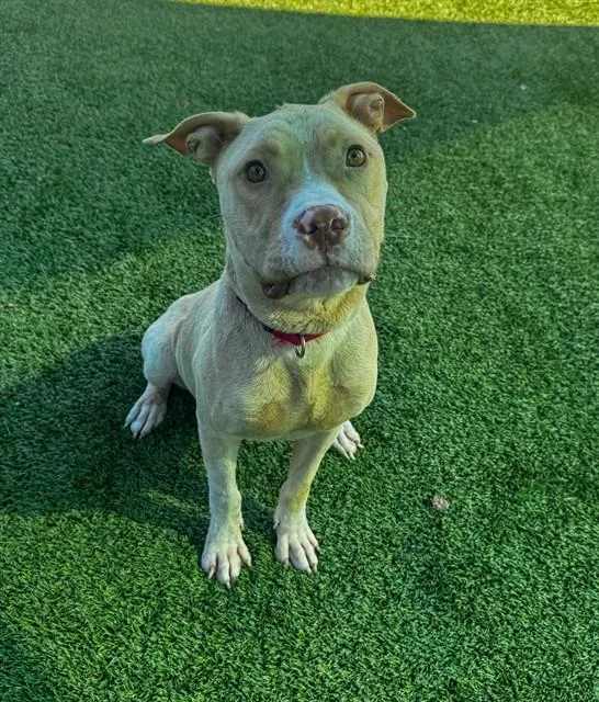A young medium-sized male Pit Bull Terrier dog named Danny for adoption in Statesville, NC
