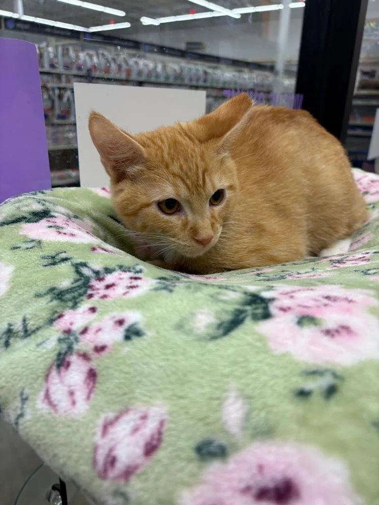 A baby small-sized male Tabby (Orange / Red) Domestic Short Hair cat named Squeaker for adoption in Orlando, FL