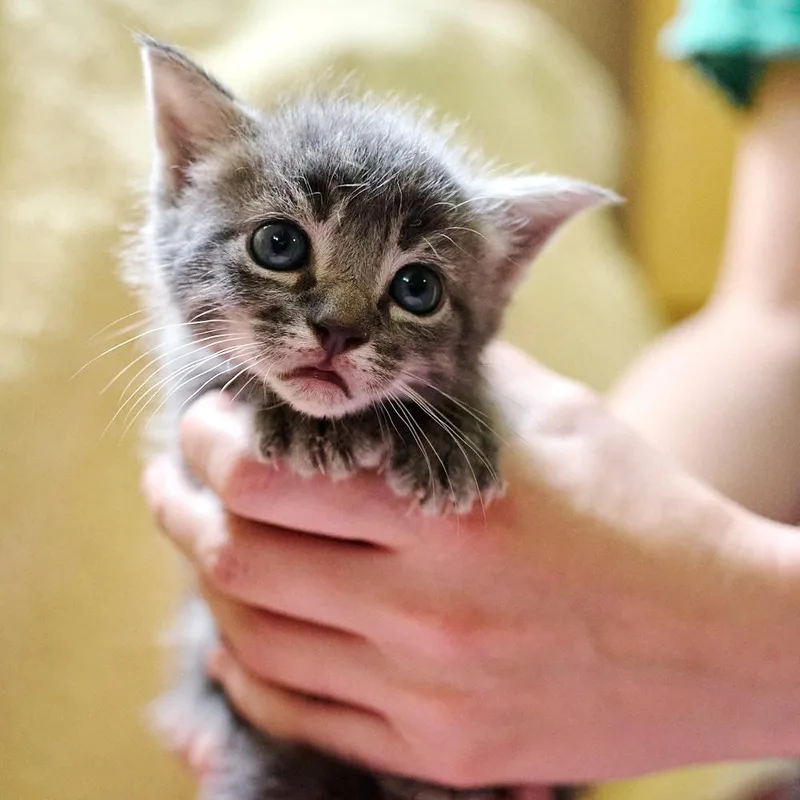 A baby medium-sized female Tabby (Gray / Blue / Silver) Domestic Short Hair cat named Peach for adoption in Floyd, VA