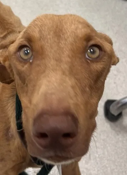 An adult medium-sized male Rhodesian Ridgeback dog named Biscoff for adoption in Honolulu, HI