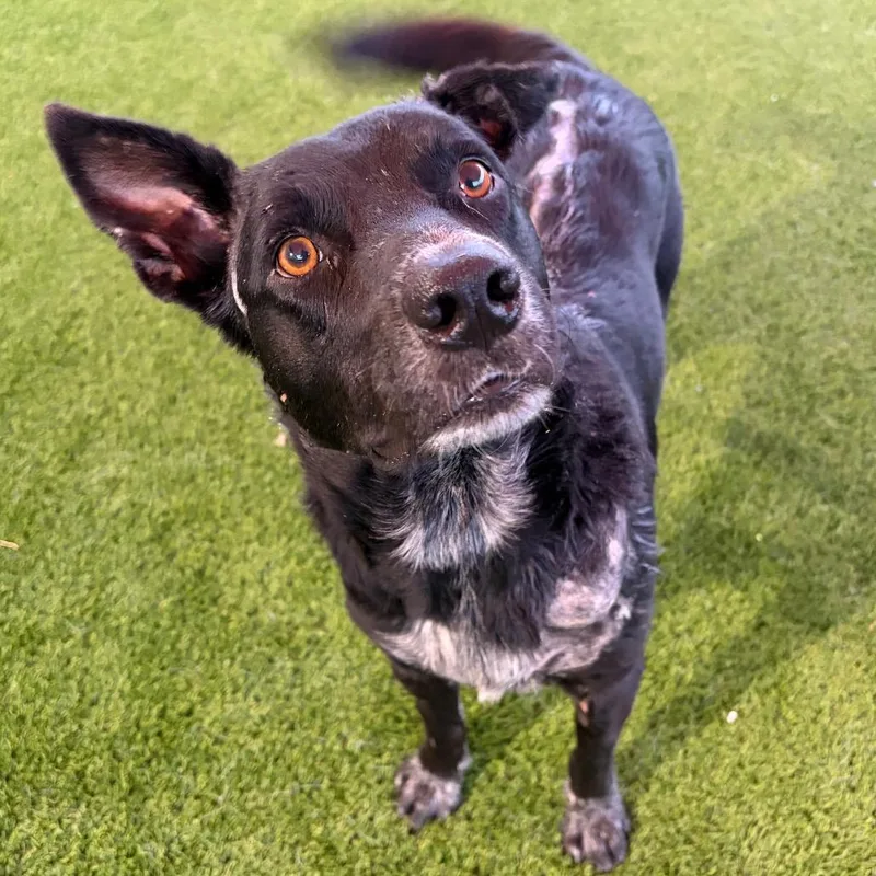 An adult medium-sized male Black Labrador Retriever dog named Miles for adoption in Kerrville, TX