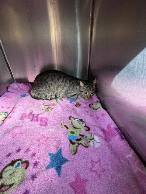 A young medium-sized male Domestic Short Hair cat named Toby Gray Tabby for adoption in Mitchell, SD