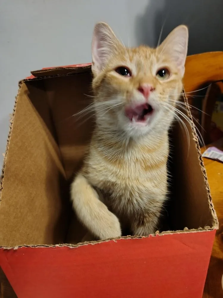 Taki