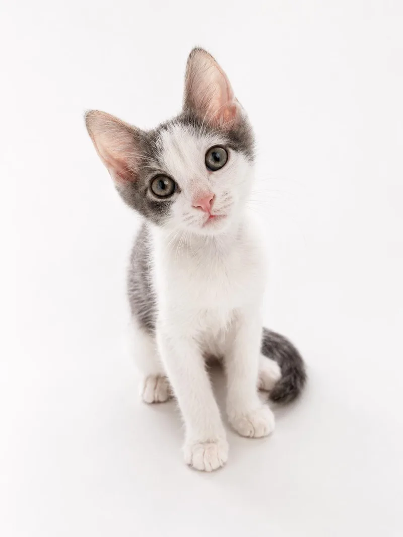 A baby small-sized male Tabby (Gray / Blue / Silver) Domestic Short Hair cat named Denali for adoption in Houston, TX