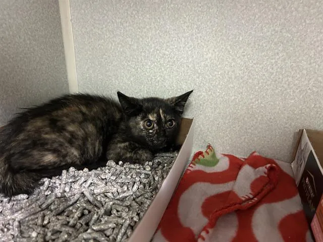 A baby medium-sized female Domestic Short Hair cat named Izzy for adoption in Dallas, TX