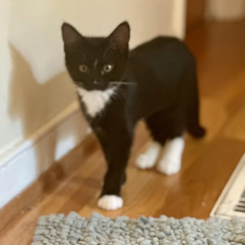 A baby small-sized female Black & White / Tuxedo Domestic Short Hair cat named Cosmopolitan for adoption in Richmond, VA