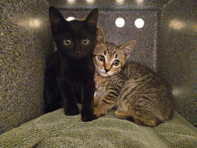 A baby small-sized male Domestic Short Hair cat named Chairo for adoption in Tustin, CA