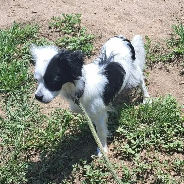 An adult small-sized female Tricolor (Brown, Black, & White) Mixed Breed dog named Bitsy for adoption in Dorr, MI