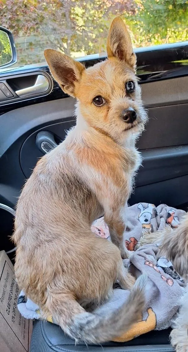 A young small-sized male Red / Chestnut / Orange Chihuahua dog named Hollis for adoption in Salem, OR