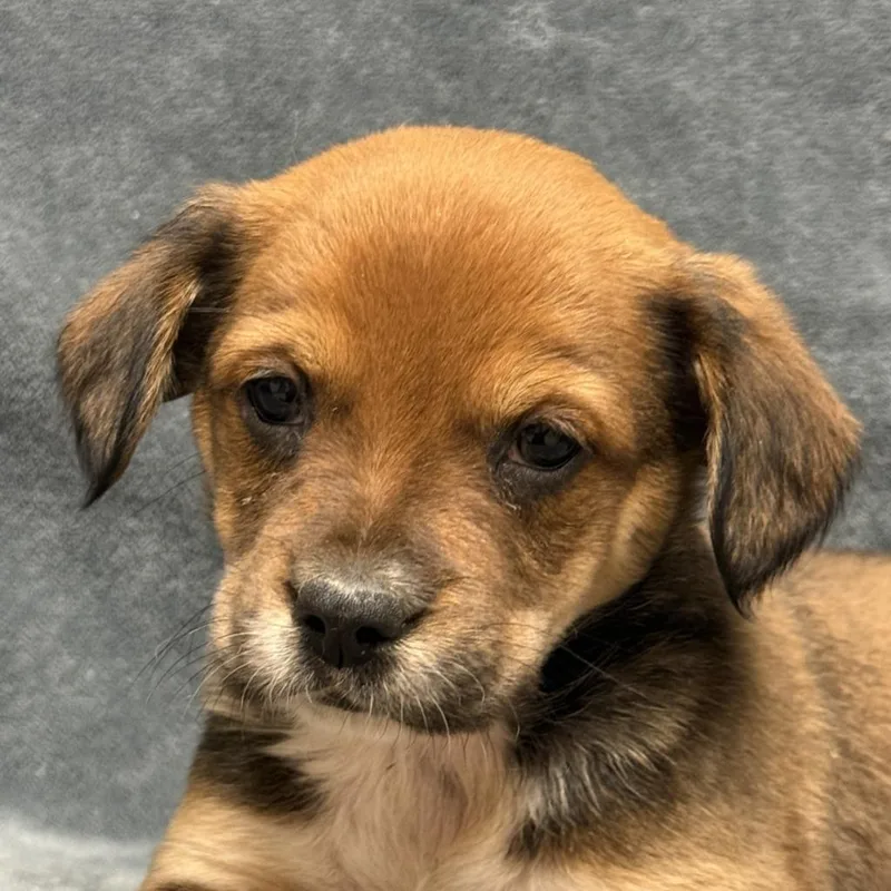 A baby medium-sized female Australian Cattle Dog / Blue Heeler dog named Kate for adoption in Brenham, TX