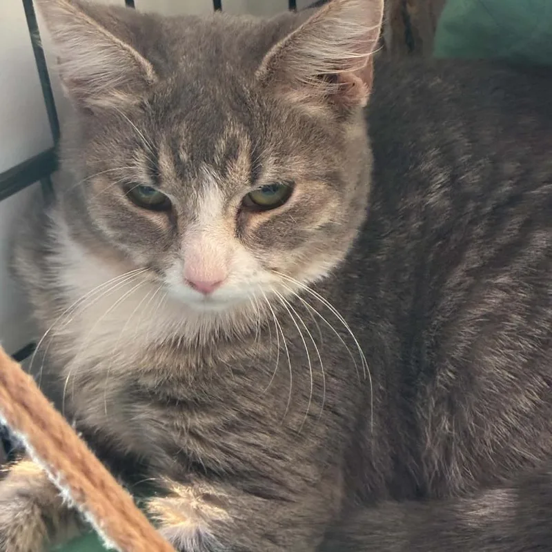 A baby small-sized female Domestic Short Hair cat named Willow for adoption in Parkersburg, WV