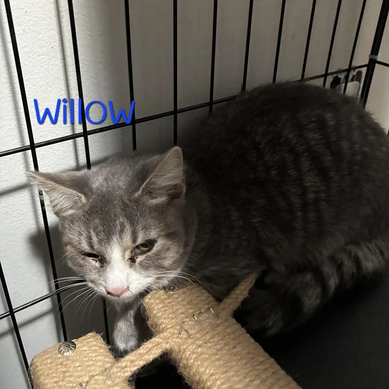 Willow thumbnail 2