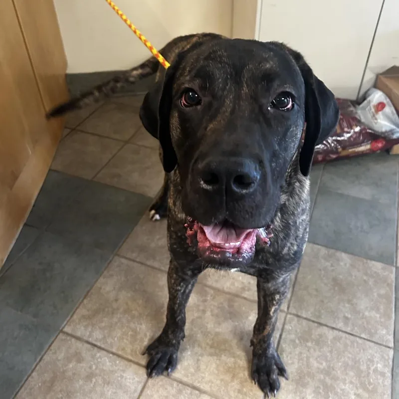 A young large-sized male Brindle Mixed Breed dog named Oliver for adoption in Chattanooga, TN