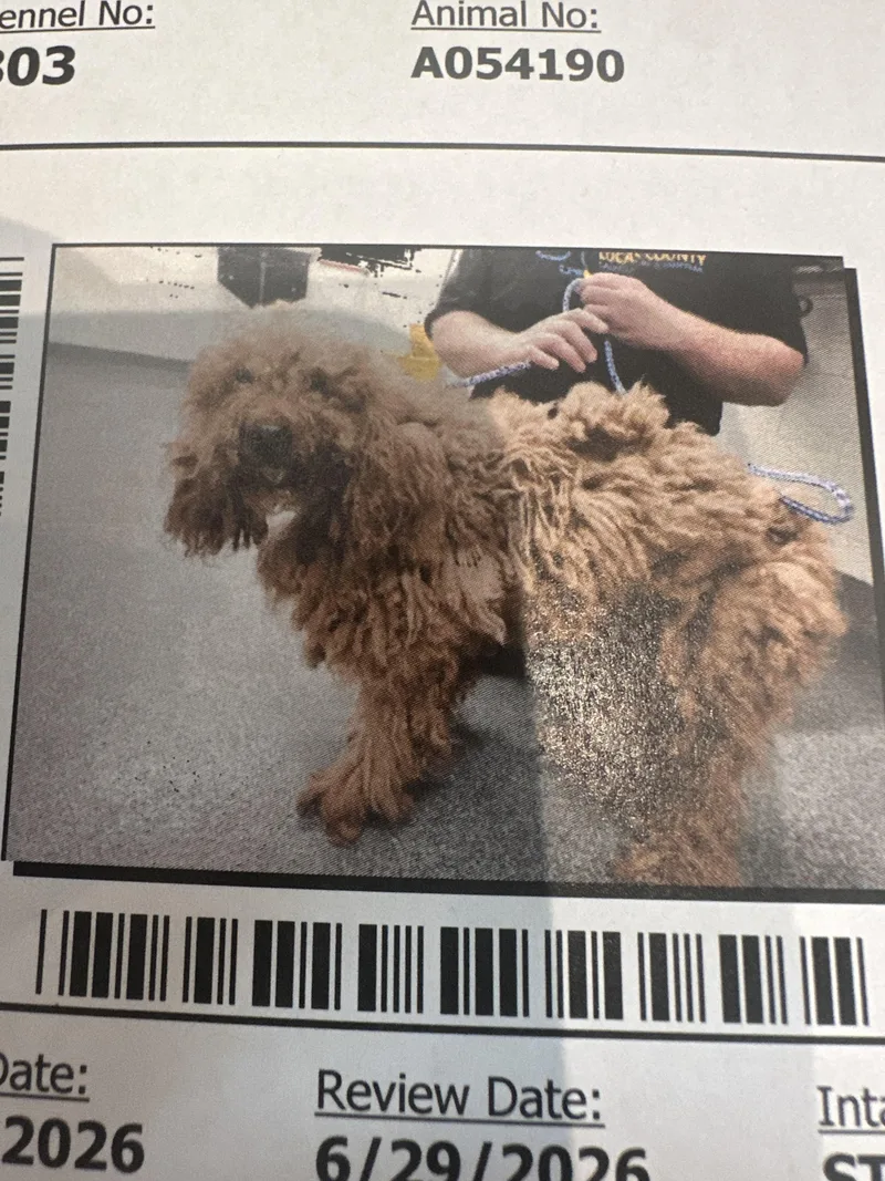 An adult small-sized male Goldendoodle dog named Look At His Hair for adoption in Northwood, OH