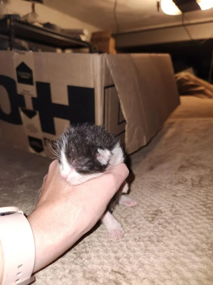 A baby small-sized female Black & White / Tuxedo Domestic Short Hair cat named Holly for adoption in West Mifflin, PA