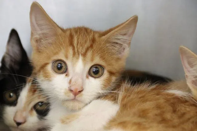A baby small-sized male Domestic Short Hair cat named Sammy for adoption in Tucson, AZ