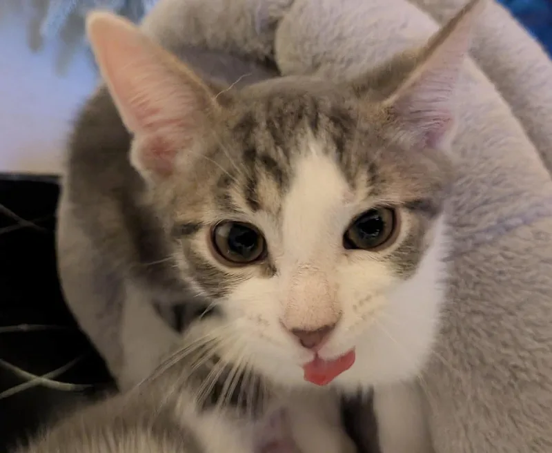 A baby medium-sized male Gray & White Domestic Short Hair cat named Caden for adoption in Breinigsville, PA