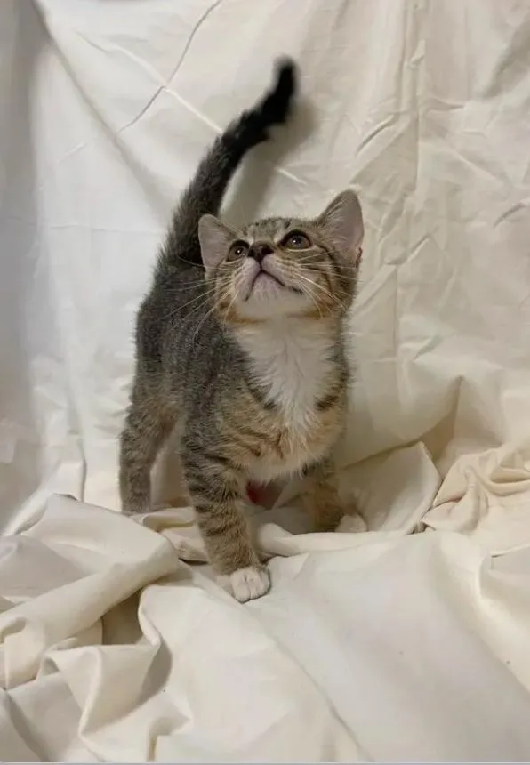 An adult small-sized male Domestic Short Hair cat named Kj for adoption in Columbus, GA