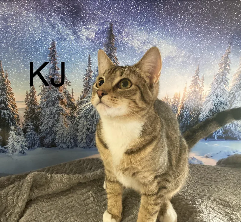 Kj thumbnail 2