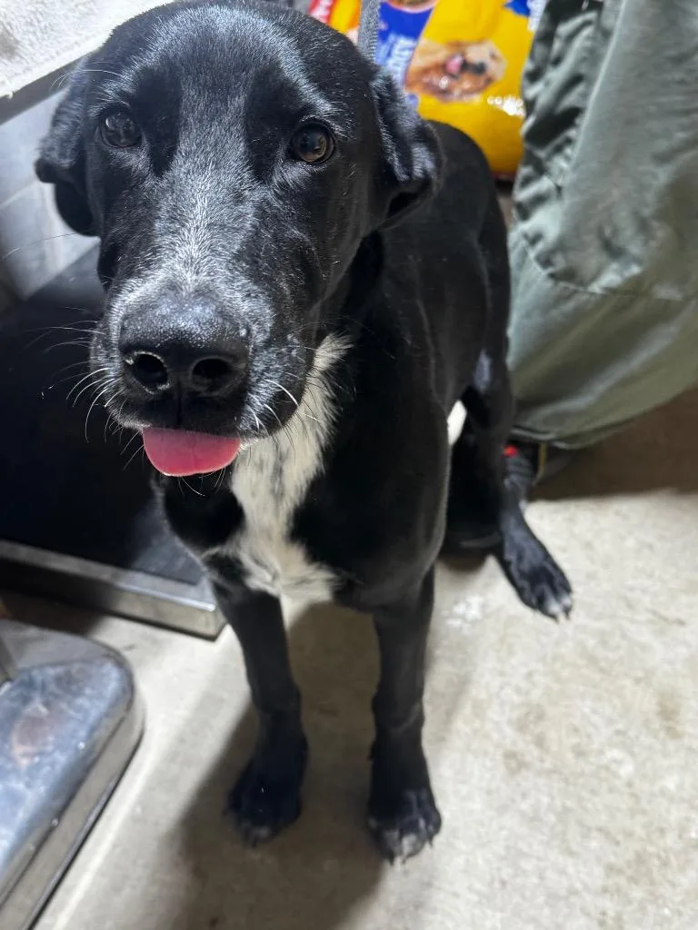 A young medium-sized male Mixed Breed dog named Chachi for adoption in Shelbyville, TN
