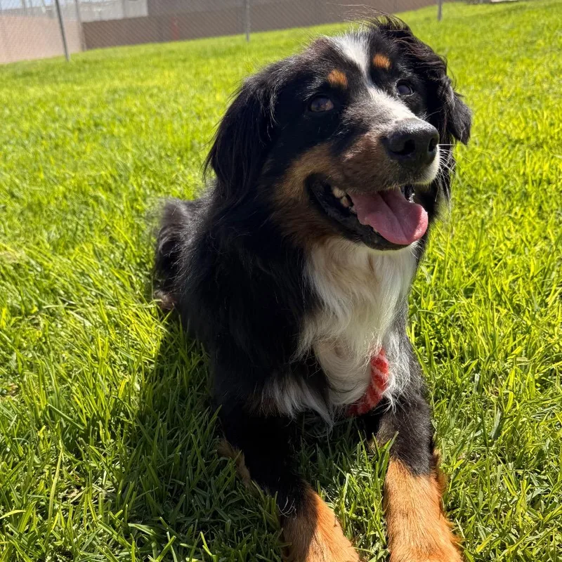 A senior medium-sized male Black Australian Shepherd dog named Joey for adoption in Santa Barbara, CA